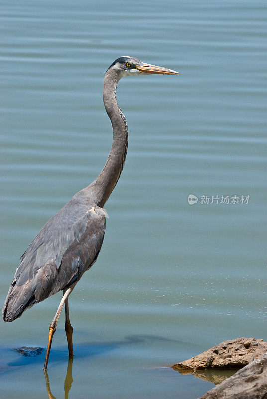 Blue Heron Wading